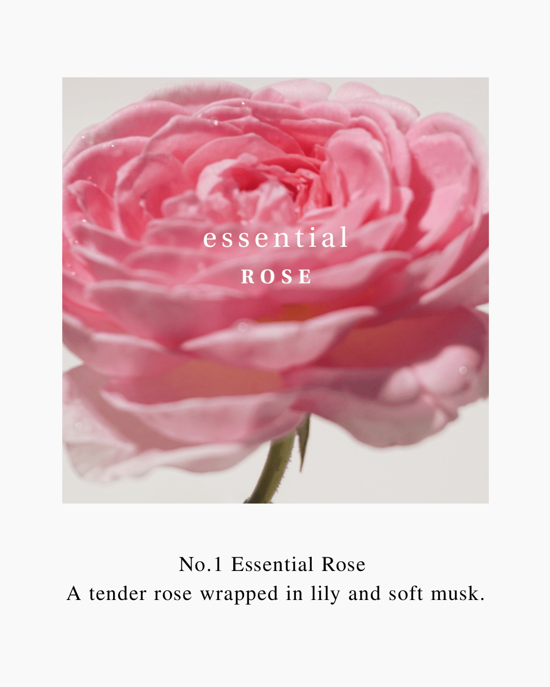ออยล์ทาผิว Velvet Muse Body Oil 120mlESSENTIAL ROSE