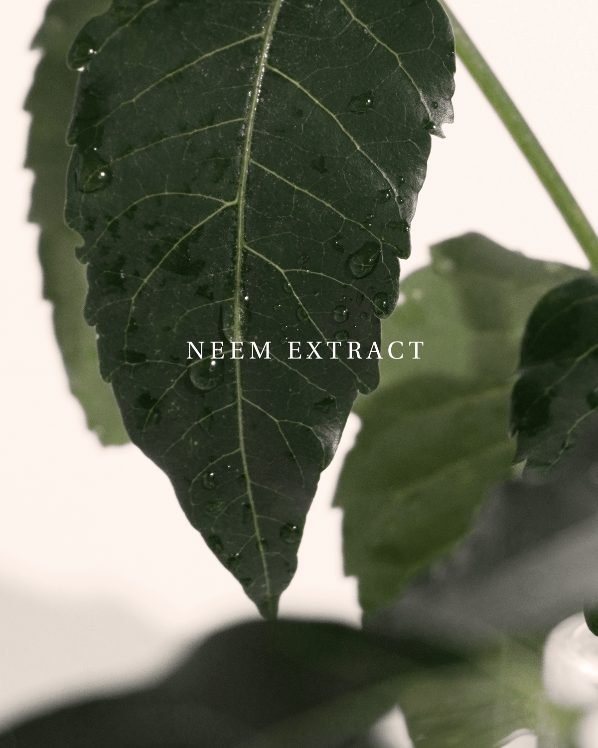 แชมพูขจัดรังแค Neem Calming Scalp Shampoo 300ml lamuseandco