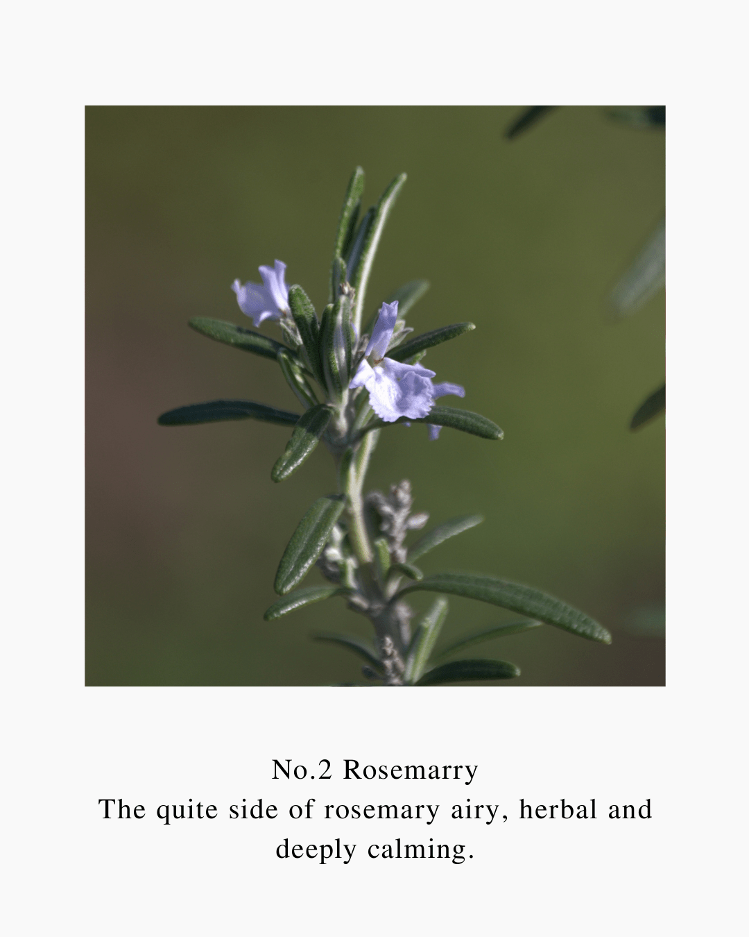 ออยล์ทาผิว Velvet Muse Body Oil 120ml