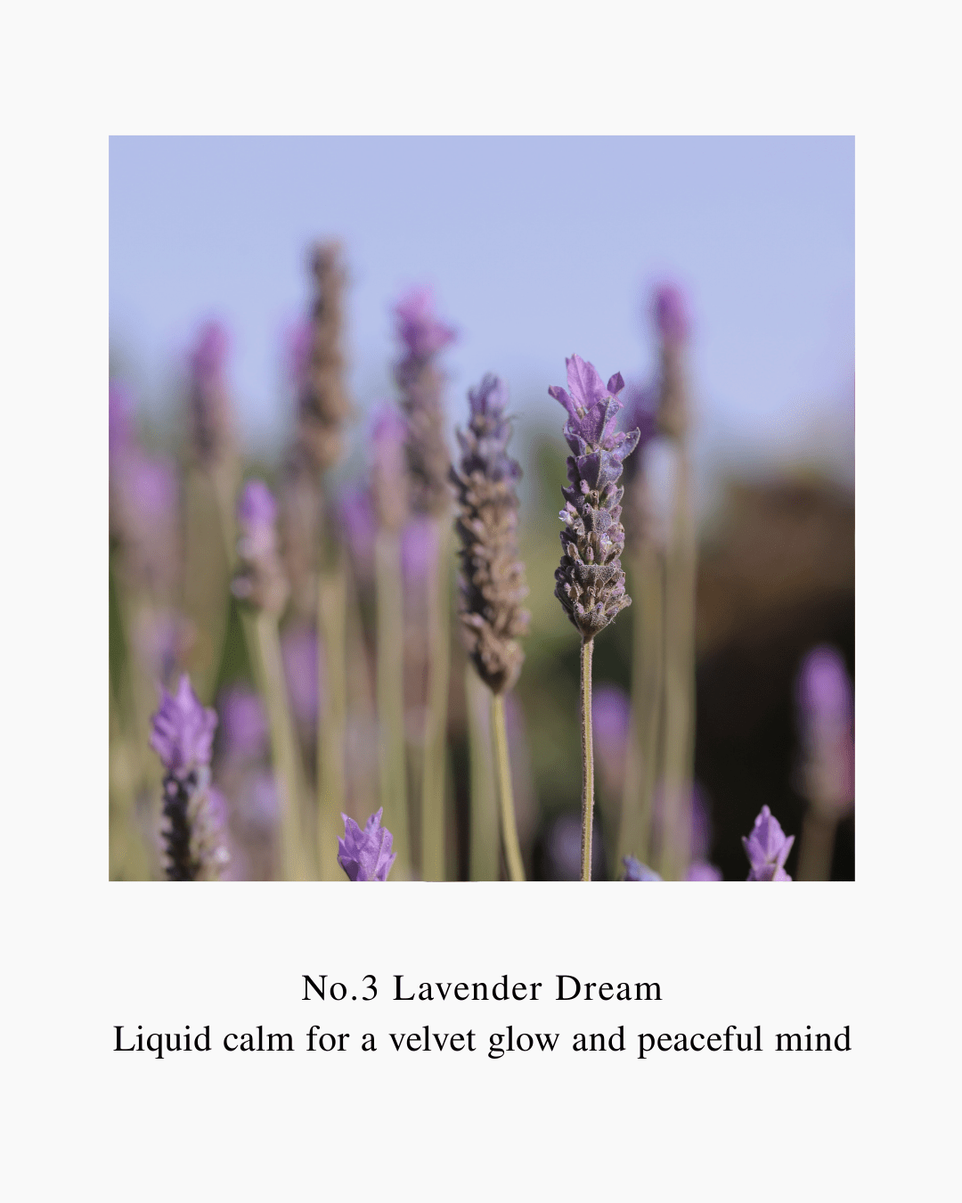 ออยล์ทาผิว Velvet Muse Body Oil 120mlLAVENDER DREAM