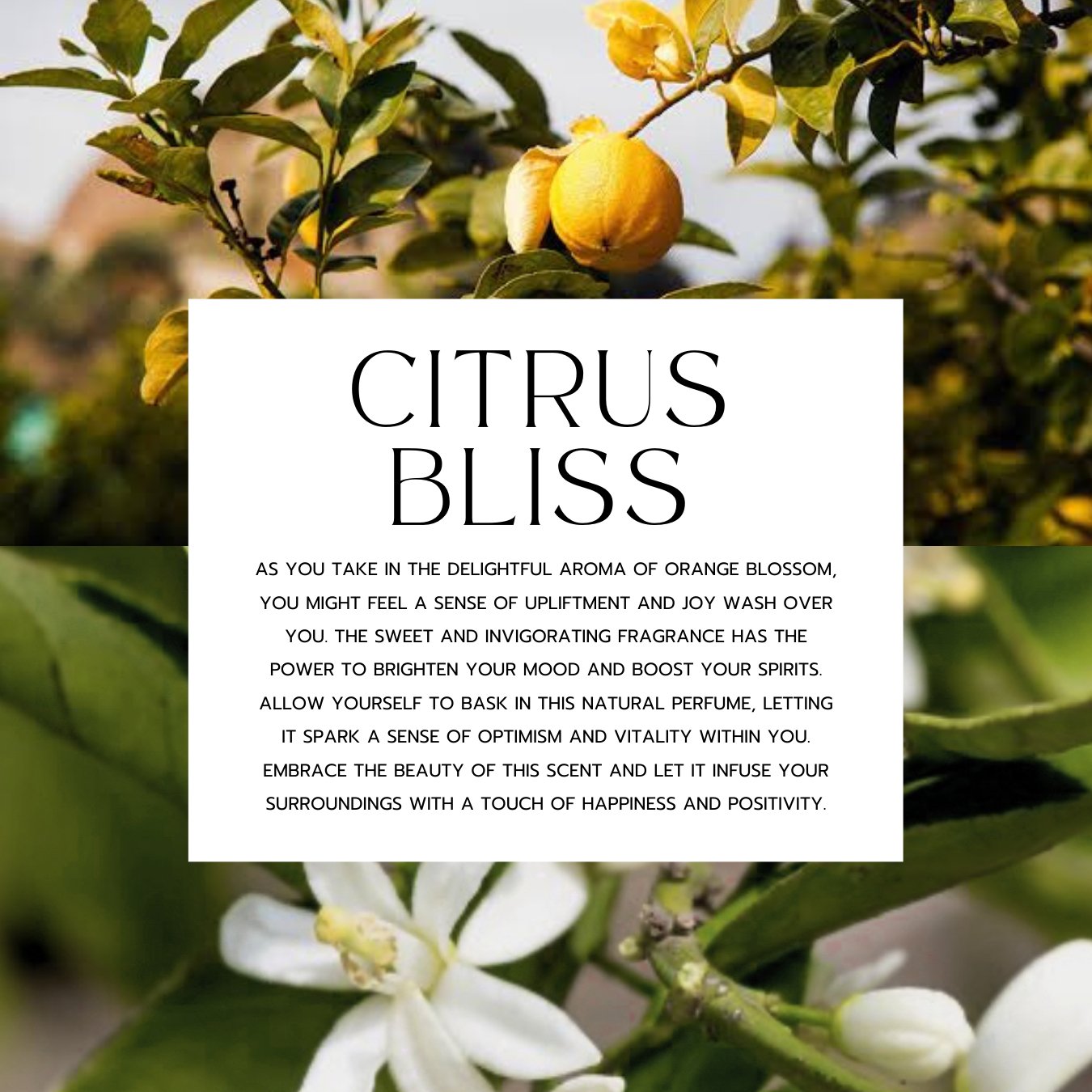Citrus Bliss Body Wash ขนาด 300ml
