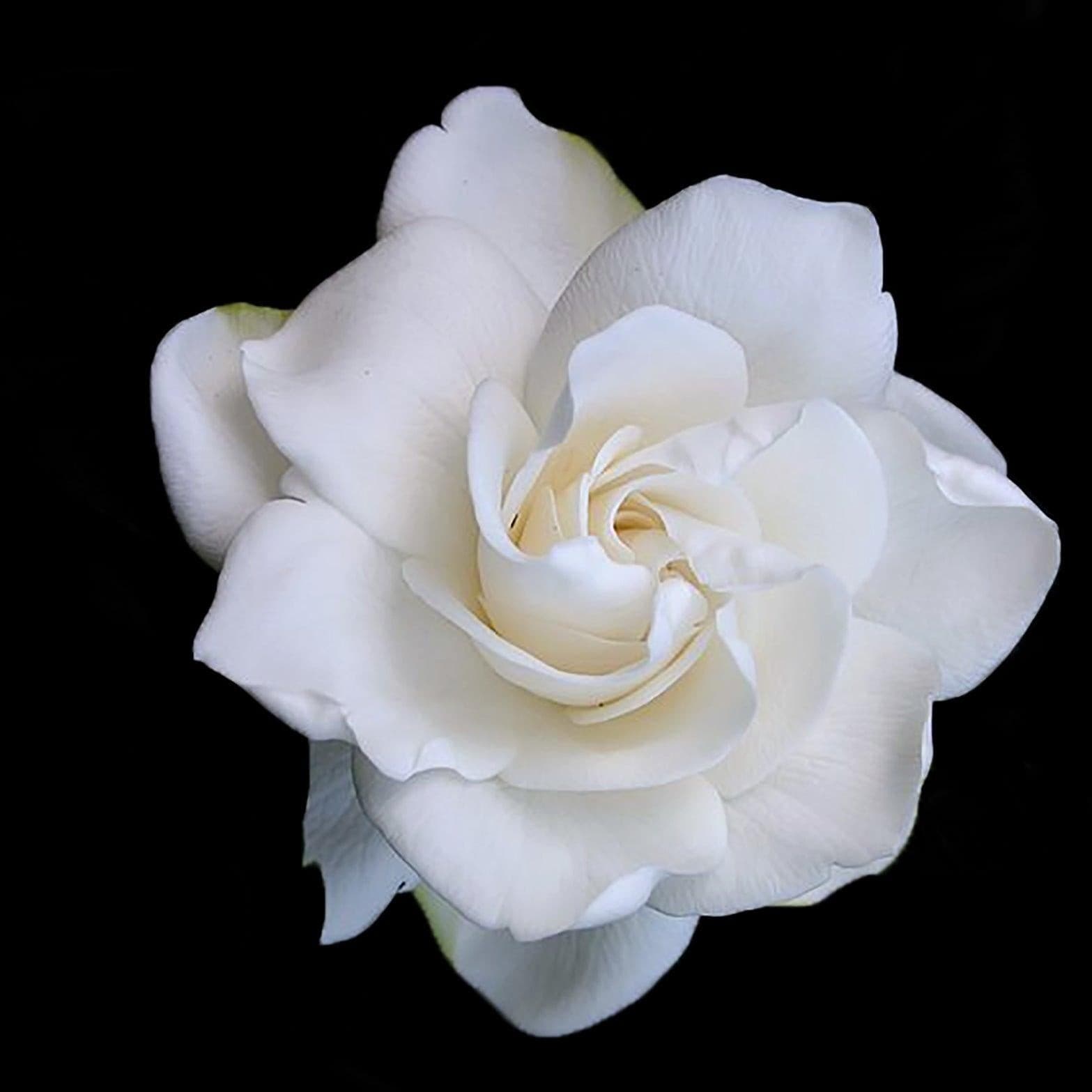 Gardenia Scented Candle 220g scented candle.